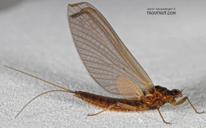 Lateral view of a Female Paraleptophlebia (Leptophlebiidae) (Blue Quill) Mayfly Dun from the Beaverkill River in New York