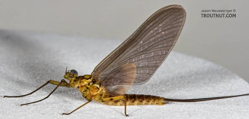 Lateral view of a Male Epeorus pleuralis (Heptageniidae) (Quill Gordon) Mayfly Dun from the Beaverkill River in New York