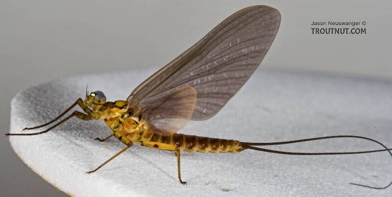Male Epeorus pleuralis (Heptageniidae) (Quill Gordon) Mayfly Dun from the Beaverkill River in New York