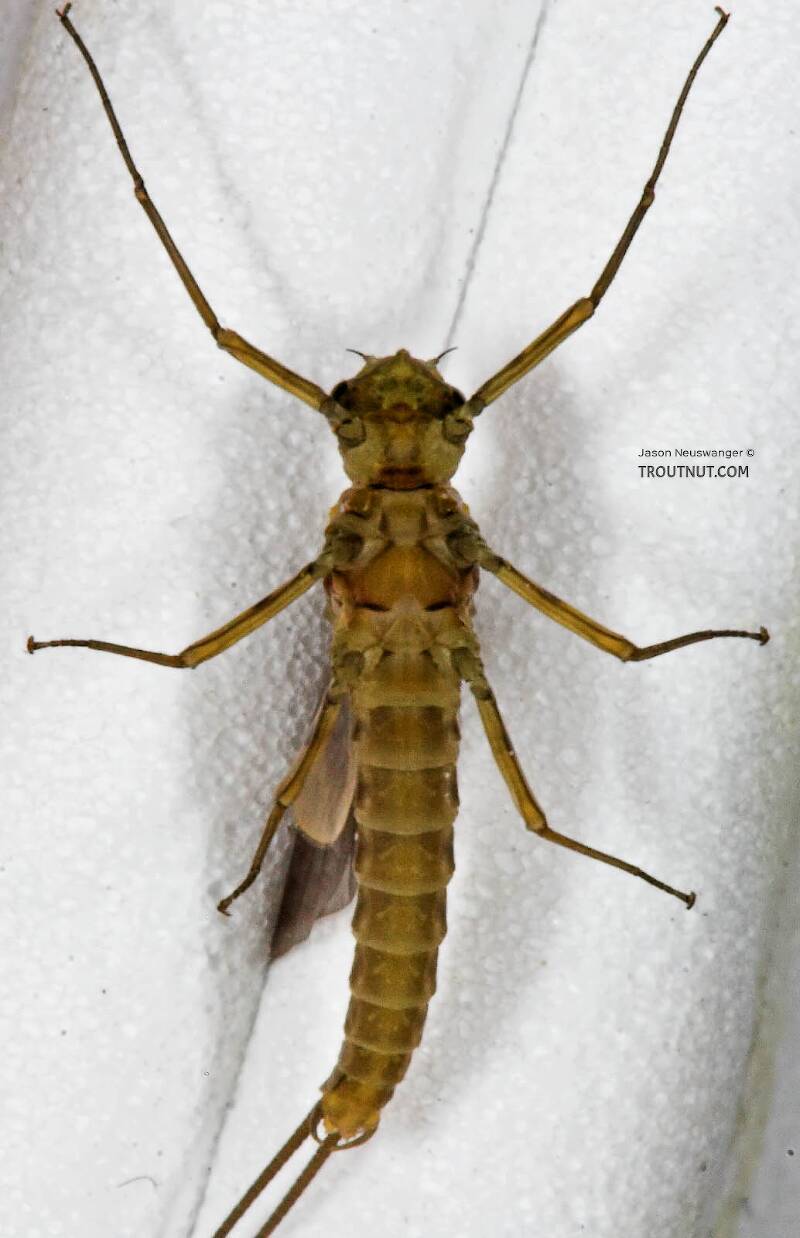 Ventral view of a Male Epeorus pleuralis (Heptageniidae) (Quill Gordon) Mayfly Dun from the Beaverkill River in New York