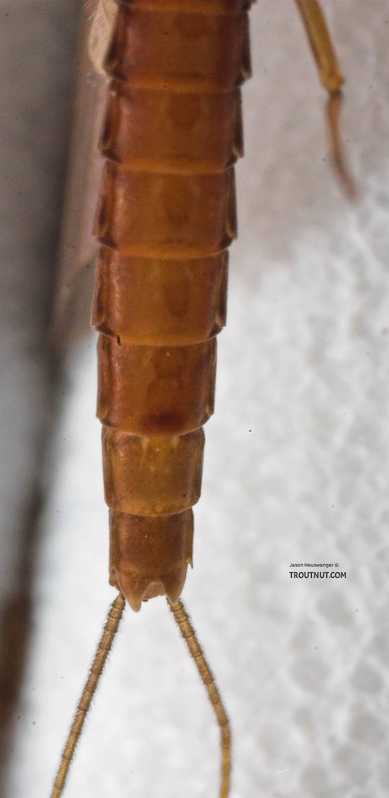 Female Paraleptophlebia (Leptophlebiidae) (Blue Quill) Mayfly Dun from the Beaverkill River in New York