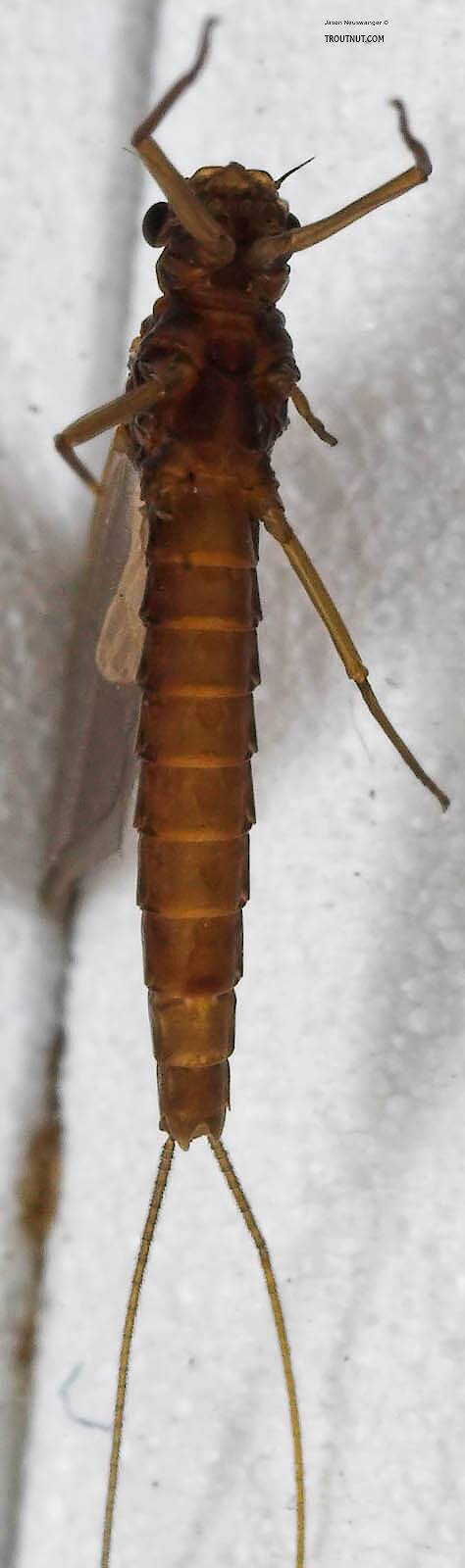 Ventral view of a Female Paraleptophlebia (Leptophlebiidae) (Blue Quill) Mayfly Dun from the Beaverkill River in New York