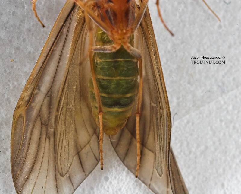 Brachycentrus appalachia (Brachycentridae) (Apple Caddis) Caddisfly Adult from the Beaverkill River in New York