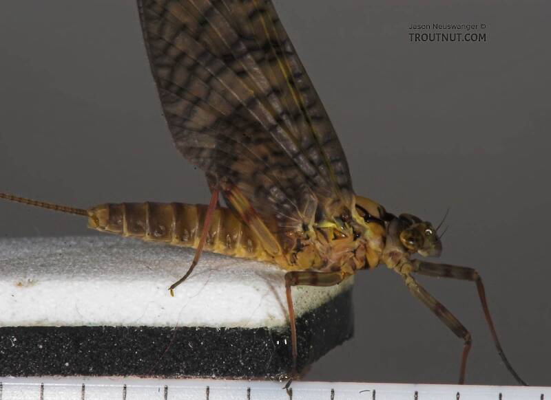 Ruler view of a Female Stenonema (Heptageniidae) (March Browns and Cahills) Mayfly Dun from the Namekagon River in Wisconsin The smallest ruler marks are 1/16".