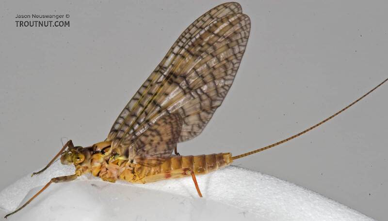 Lateral view of a Female Stenonema (Heptageniidae) (March Browns and Cahills) Mayfly Dun from the Namekagon River in Wisconsin