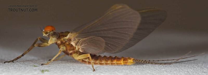 Male Ephemerella invaria (Ephemerellidae) (Sulphur) Mayfly Dun from the Namekagon River in Wisconsin
