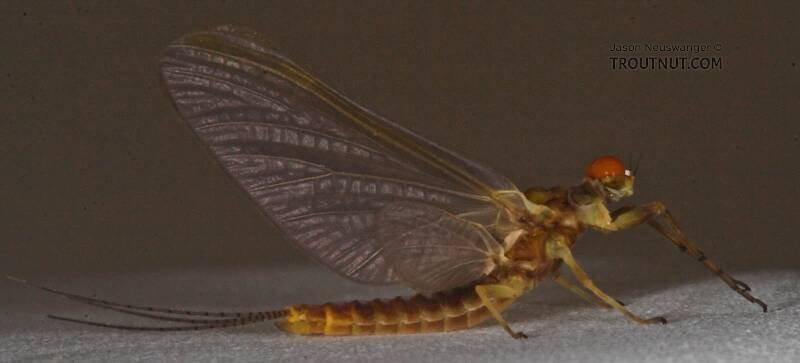 Male Ephemerella invaria (Ephemerellidae) (Sulphur) Mayfly Dun from the Namekagon River in Wisconsin