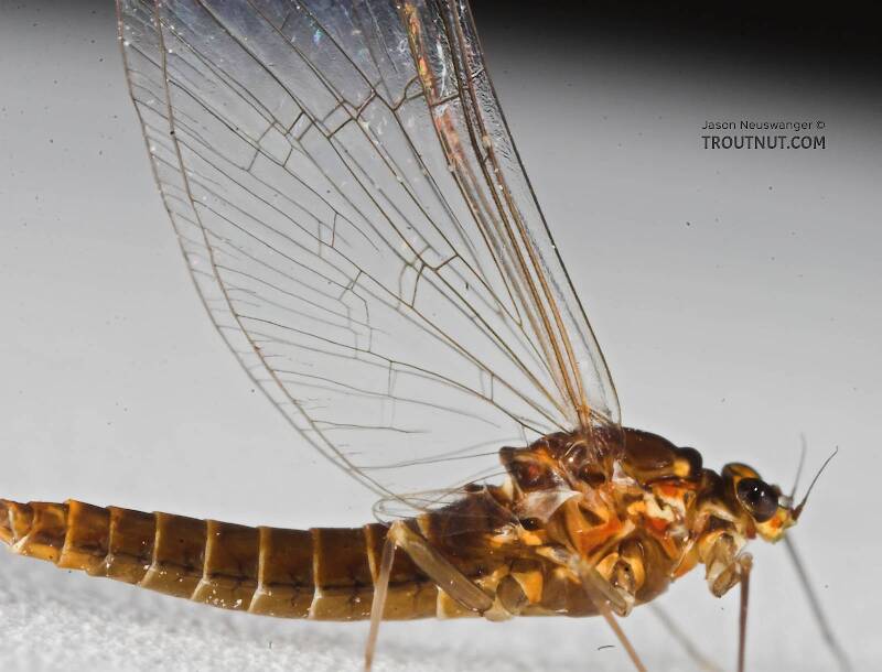 Female Baetidae (Blue-Winged Olive) Mayfly Spinner from the Namekagon River in Wisconsin