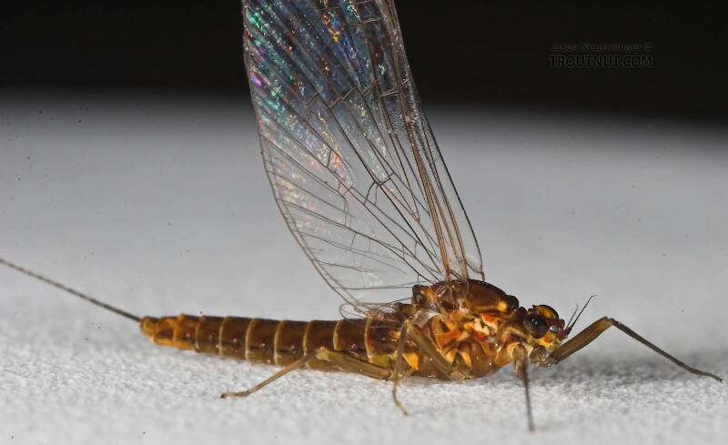 Female Baetidae (Blue-Winged Olive) Mayfly Spinner from the Namekagon River in Wisconsin