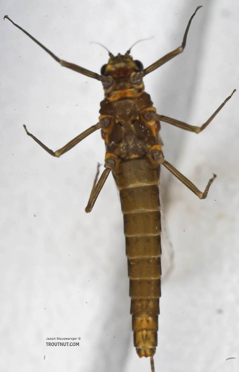 Ventral view of a Female Baetidae (Blue-Winged Olive) Mayfly Spinner from the Namekagon River in Wisconsin