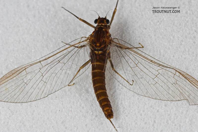 Dorsal view of a Female Baetidae (Blue-Winged Olive) Mayfly Spinner from the Namekagon River in Wisconsin