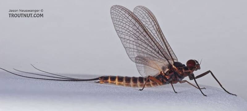 Male Leptophlebia cupida (Leptophlebiidae) (Black Quill) Mayfly Dun from the Teal River in Wisconsin