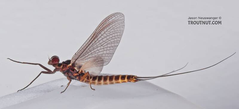 Lateral view of a Male Leptophlebia cupida (Leptophlebiidae) (Black Quill) Mayfly Dun from the Teal River in Wisconsin