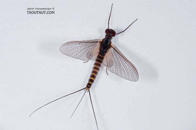 Dorsal view of a Male Leptophlebia cupida (Leptophlebiidae) (Black Quill) Mayfly Dun from the Teal River in Wisconsin