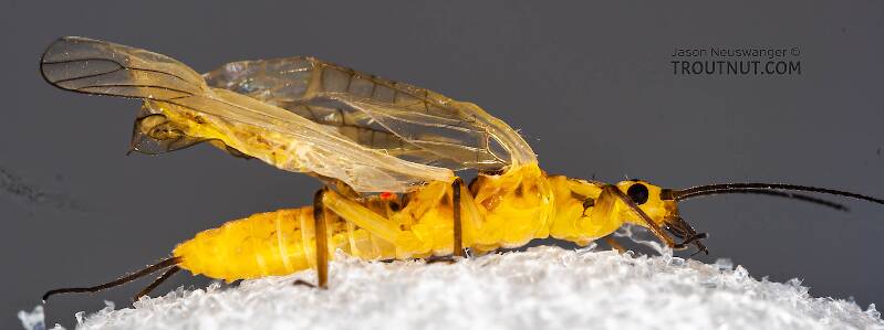 Lateral view of a Isoperla (Perlodidae) (Stripetails and Yellow Stones) Stonefly Adult from Salmon Creek in New York
