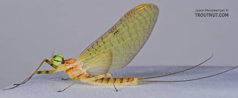 Lateral view of a Male Stenacron (Heptageniidae) (Light Cahill) Mayfly Dun from the Teal River in Wisconsin