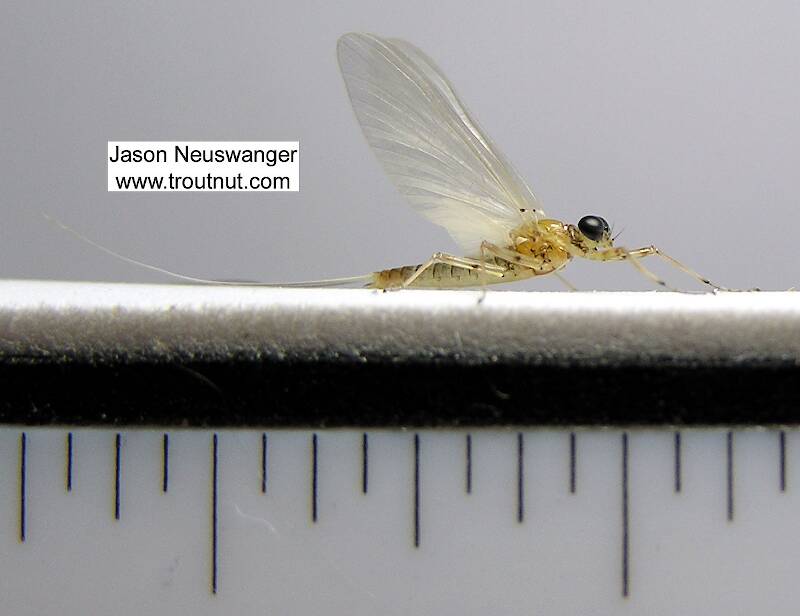 Ruler view of a Male Epeorus vitreus (Heptageniidae) (Sulphur) Mayfly Dun from the Beaverkill River in New York The smallest ruler marks are 1/16".