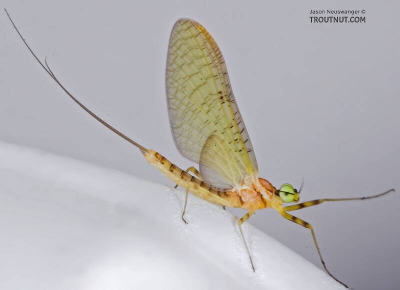 Artistic view of a Male Stenacron (Heptageniidae) (Light Cahill) Mayfly Dun from the Teal River in Wisconsin