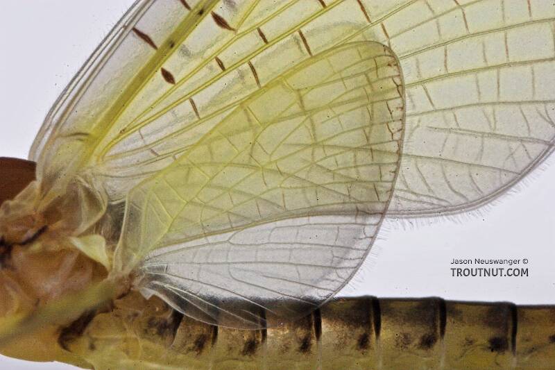 Male Stenacron (Heptageniidae) (Light Cahill) Mayfly Dun from the Teal River in Wisconsin
