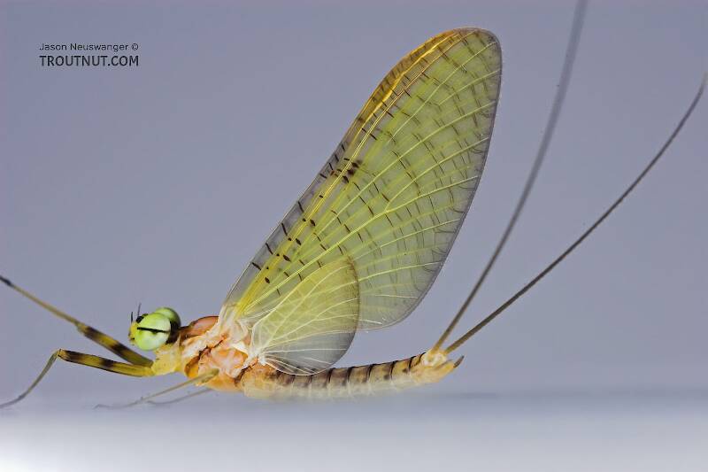 Male Stenacron (Heptageniidae) (Light Cahill) Mayfly Dun from the Teal River in Wisconsin