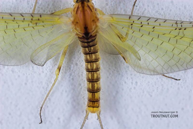 Dorsal view of a Male Stenacron (Heptageniidae) (Light Cahill) Mayfly Dun from the Teal River in Wisconsin