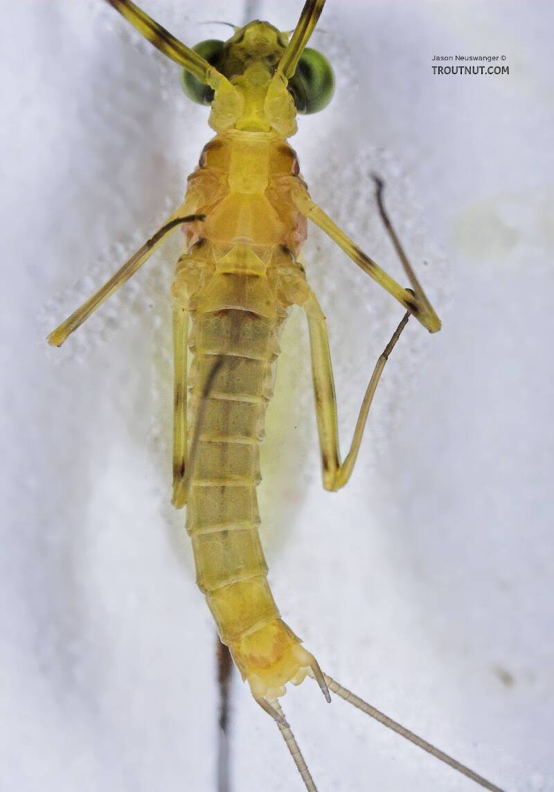 Ventral view of a Male Stenacron (Heptageniidae) (Light Cahill) Mayfly Dun from the Teal River in Wisconsin