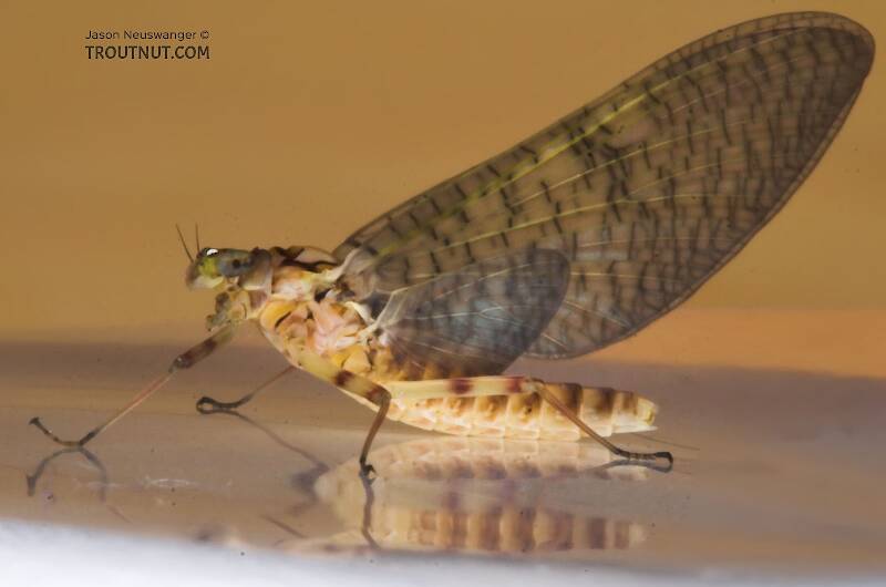 Female Stenonema (March Browns and Cahills) Mayfly Dun