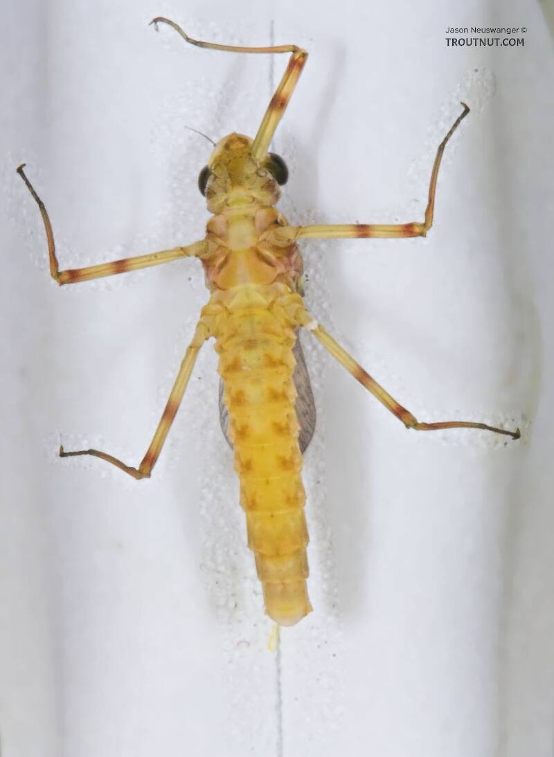 Ventral view of a Female Stenonema (Heptageniidae) (March Browns and Cahills) Mayfly Dun from the Namekagon River in Wisconsin