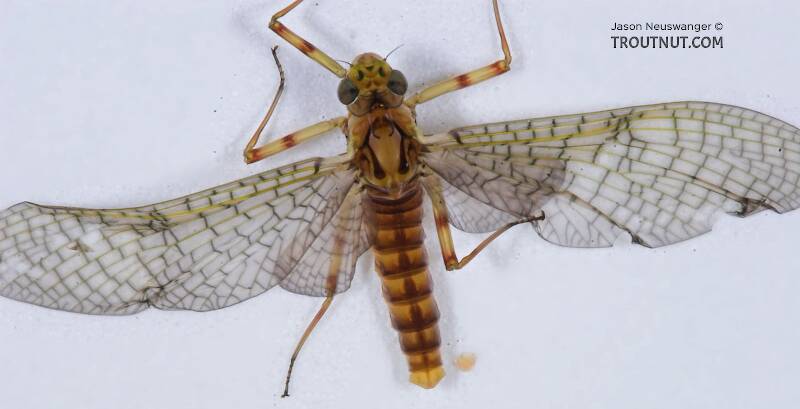 Dorsal view of a Female Stenonema (Heptageniidae) (March Browns and Cahills) Mayfly Dun from the Namekagon River in Wisconsin
