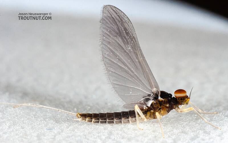 Lateral view of a Male Baetidae (Blue-Winged Olive) Mayfly Dun from the Teal River in Wisconsin