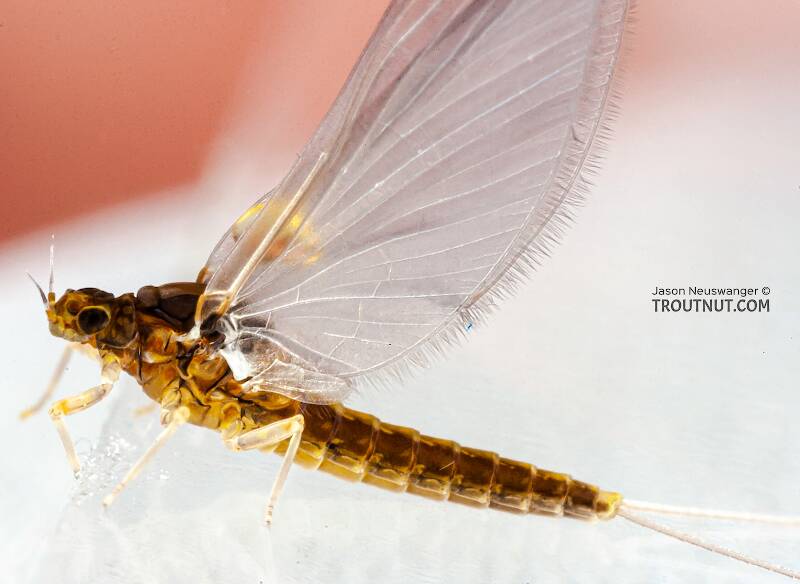 Lateral view of a Female Baetidae (Blue-Winged Olive) Mayfly Dun from the Teal River in Wisconsin
