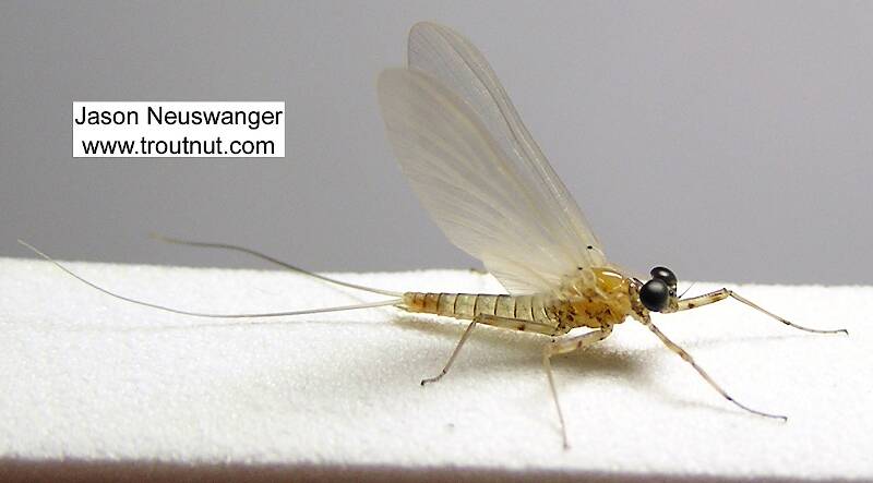Male Epeorus vitreus (Heptageniidae) (Sulphur) Mayfly Dun from the Beaverkill River in New York
