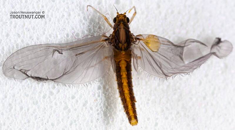 Dorsal view of a Female Baetidae (Blue-Winged Olive) Mayfly Dun from the Teal River in Wisconsin