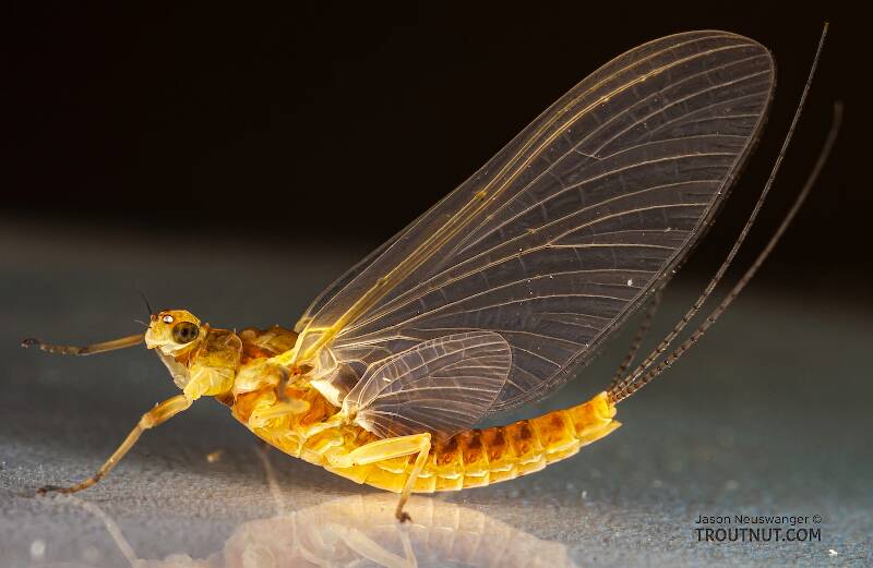 Lateral view of a Female Ephemerella invaria (Ephemerellidae) (Sulphur) Mayfly Dun from the Teal River in Wisconsin