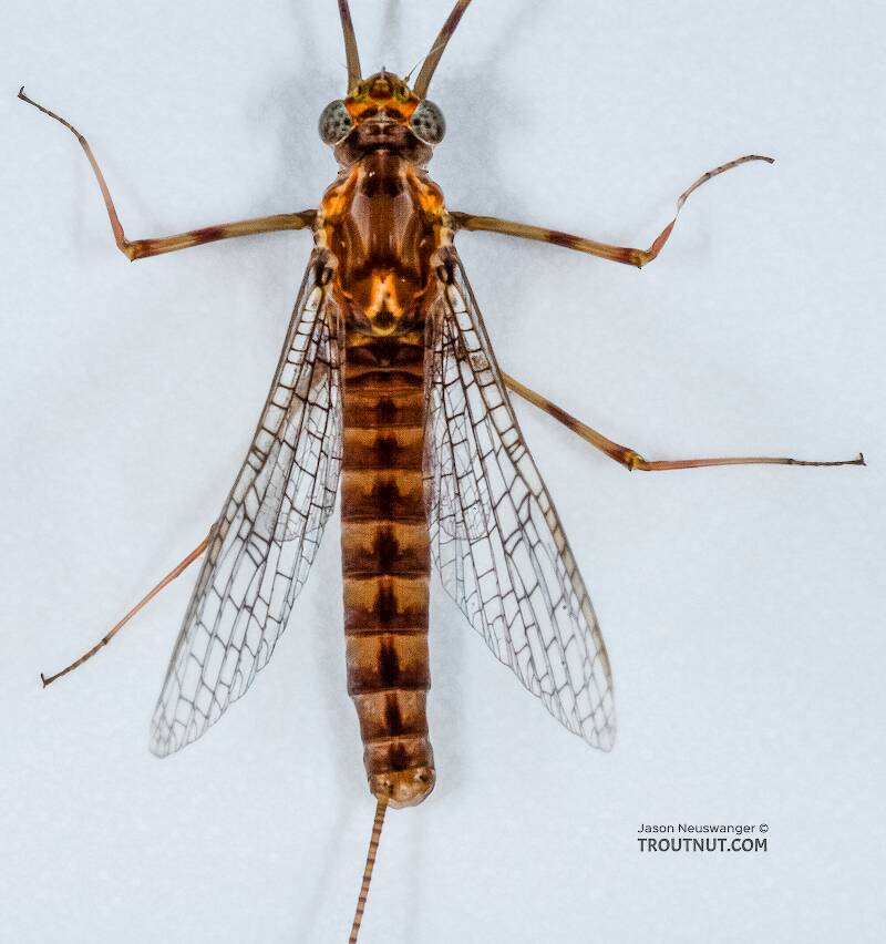 Dorsal view of a Female Stenonema vicarium (Heptageniidae) (March Brown) Mayfly Spinner from the Namekagon River in Wisconsin