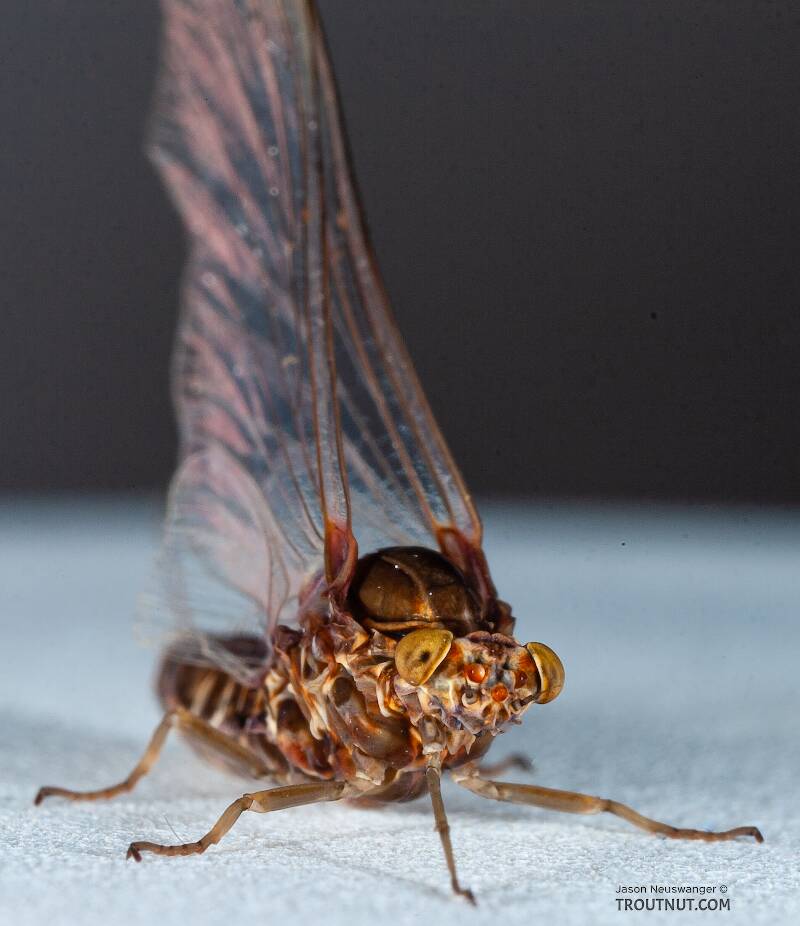 Female Baetisca laurentina (Baetiscidae) (Armored Mayfly) Mayfly Spinner from the Namekagon River in Wisconsin