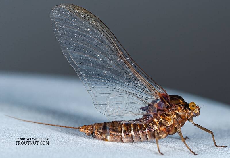 Lateral view of a Female Baetisca laurentina (Baetiscidae) (Armored Mayfly) Mayfly Spinner from the Namekagon River in Wisconsin