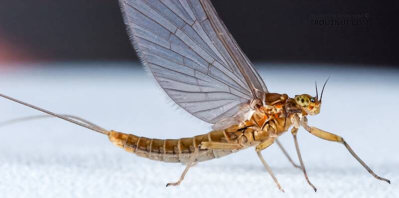 Lateral view of a Female Baetidae (Blue-Winged Olive) Mayfly Dun from the Namekagon River in Wisconsin