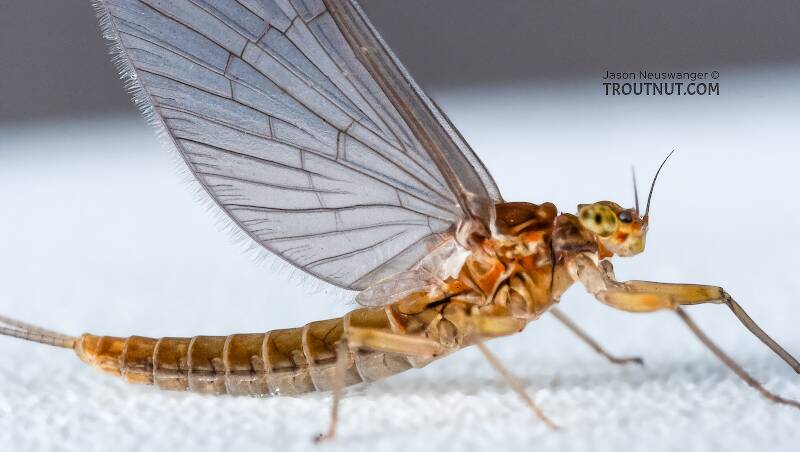 Female Baetidae (Blue-Winged Olive) Mayfly Dun from the Namekagon River in Wisconsin