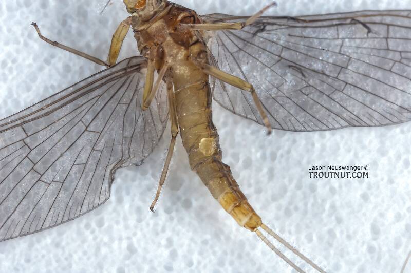 Ventral view of a Female Baetidae (Blue-Winged Olive) Mayfly Dun from the Namekagon River in Wisconsin