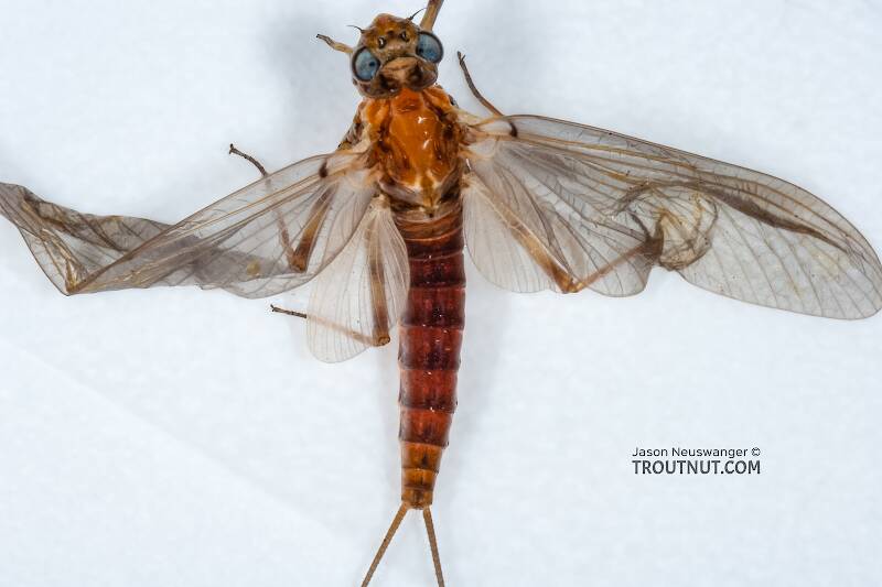 Dorsal view of a Female Epeorus vitreus (Heptageniidae) (Sulphur) Mayfly Dun from the Namekagon River in Wisconsin