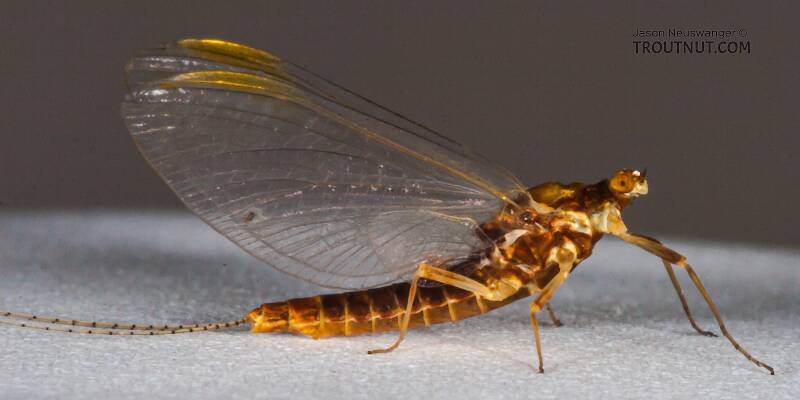 Lateral view of a Female Ephemerella invaria (Ephemerellidae) (Sulphur) Mayfly Spinner from the Namekagon River in Wisconsin