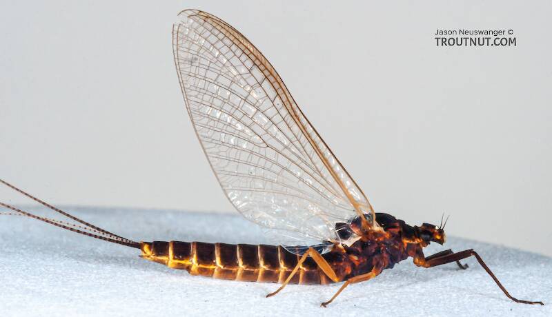 Lateral view of a Female Leptophlebia cupida (Leptophlebiidae) (Black Quill) Mayfly Spinner from the Namekagon River in Wisconsin