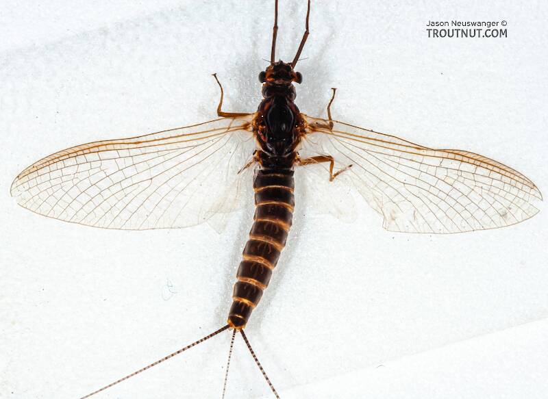 Dorsal view of a Female Leptophlebia cupida (Leptophlebiidae) (Black Quill) Mayfly Spinner from the Namekagon River in Wisconsin