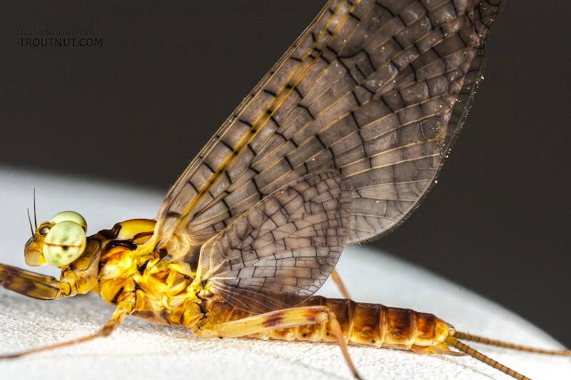 Male Stenonema vicarium (Heptageniidae) (March Brown) Mayfly Dun from the Namekagon River in Wisconsin