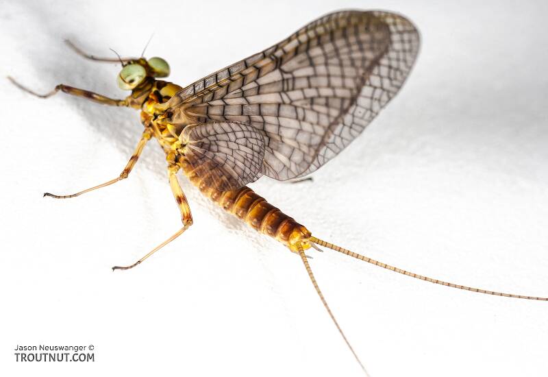 Dorsal view of a Male Stenonema vicarium (Heptageniidae) (March Brown) Mayfly Dun from the Namekagon River in Wisconsin