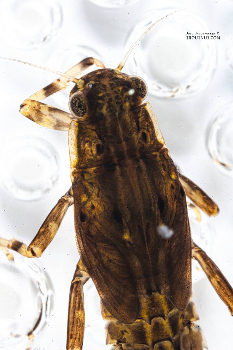 Ephemerella needhami (Ephemerellidae) (Little Dark Hendrickson) Mayfly Nymph from the Namekagon River in Wisconsin