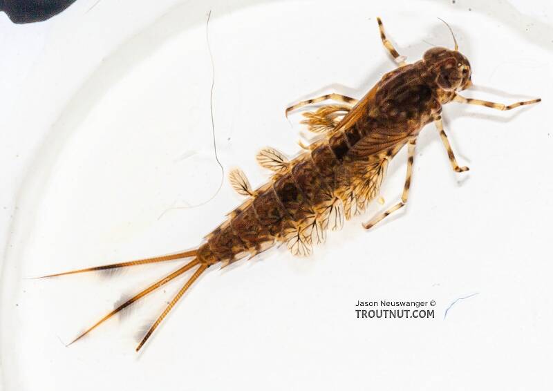 Dorsal view of a Siphlonurus quebecensis (Siphlonuridae) (Gray Drake) Mayfly Nymph from the Bois Brule River in Wisconsin