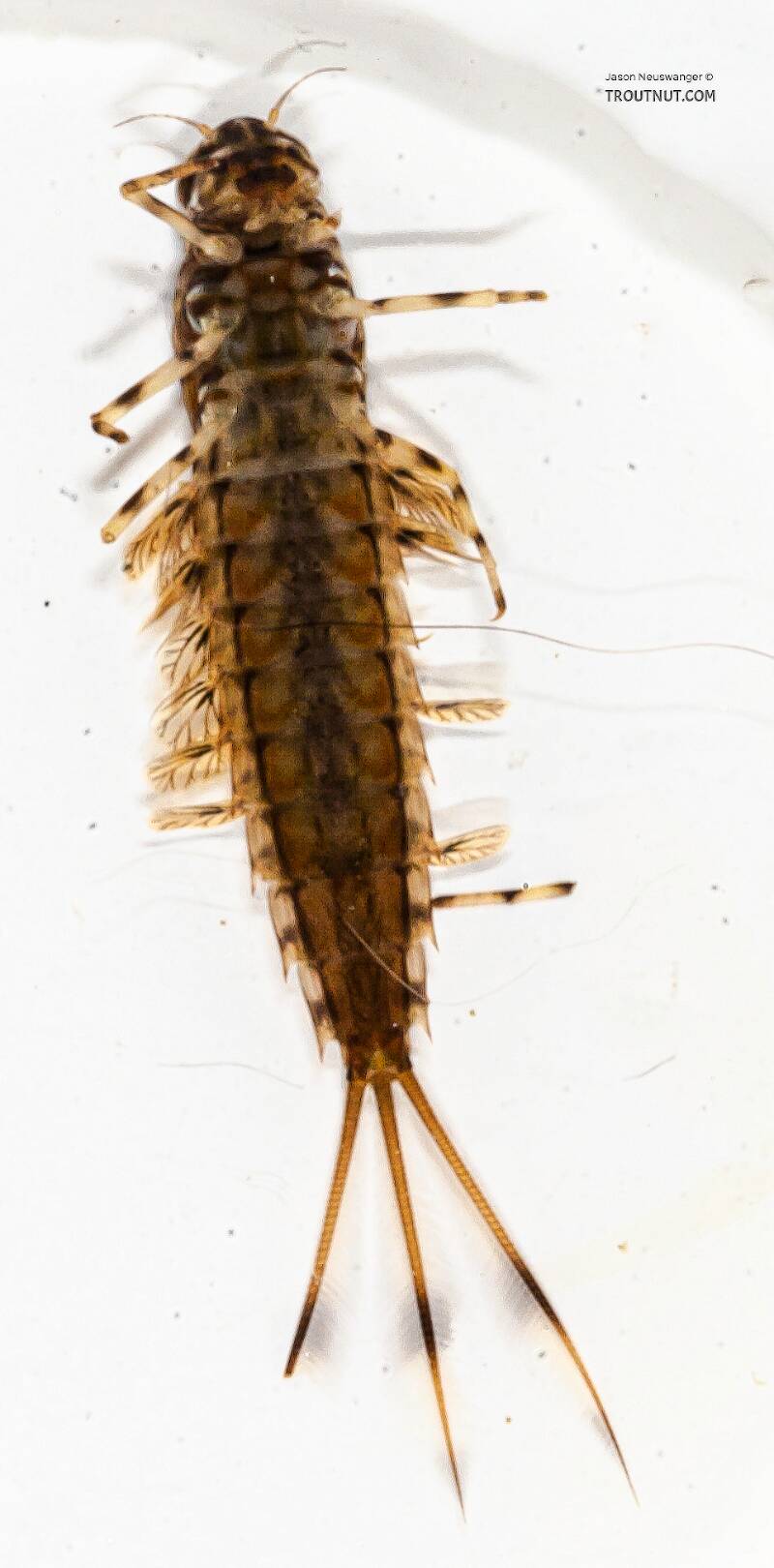 Ventral view of a Siphlonurus quebecensis (Siphlonuridae) (Gray Drake) Mayfly Nymph from the Bois Brule River in Wisconsin