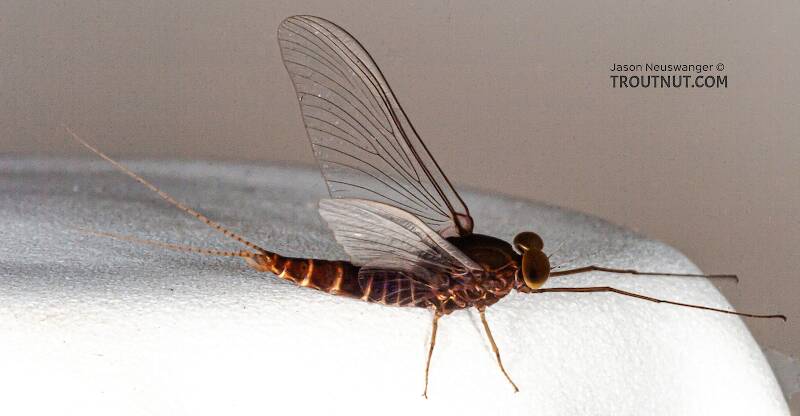 Male Baetisca laurentina (Baetiscidae) (Armored Mayfly) Mayfly Spinner from the Bois Brule River in Wisconsin